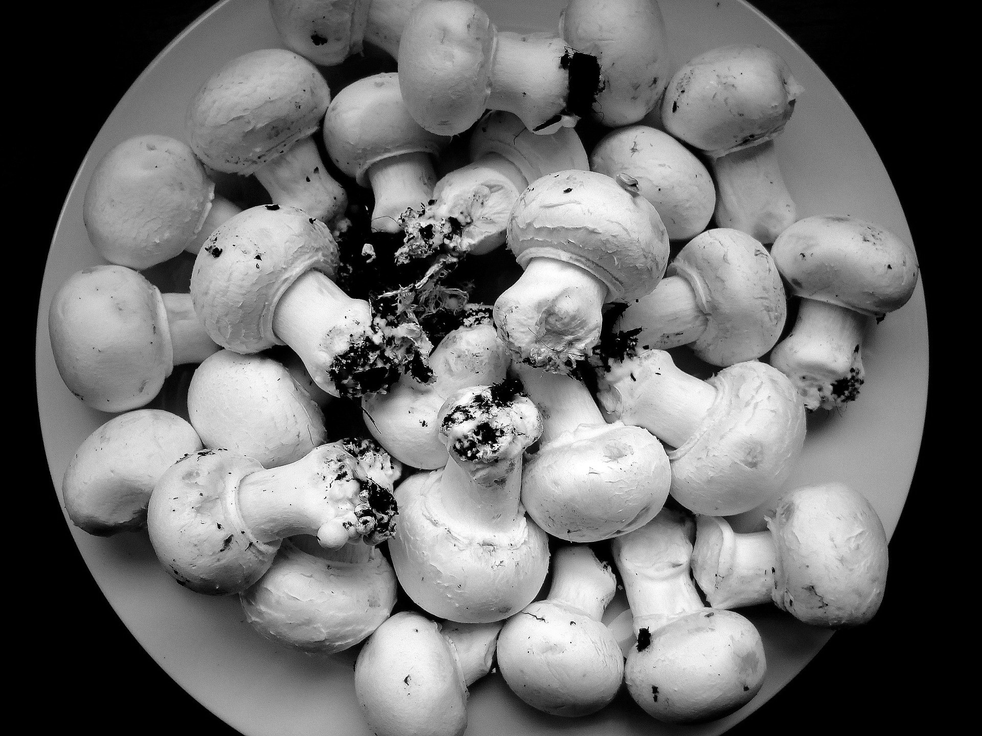 mushrooms-1135374_1920
