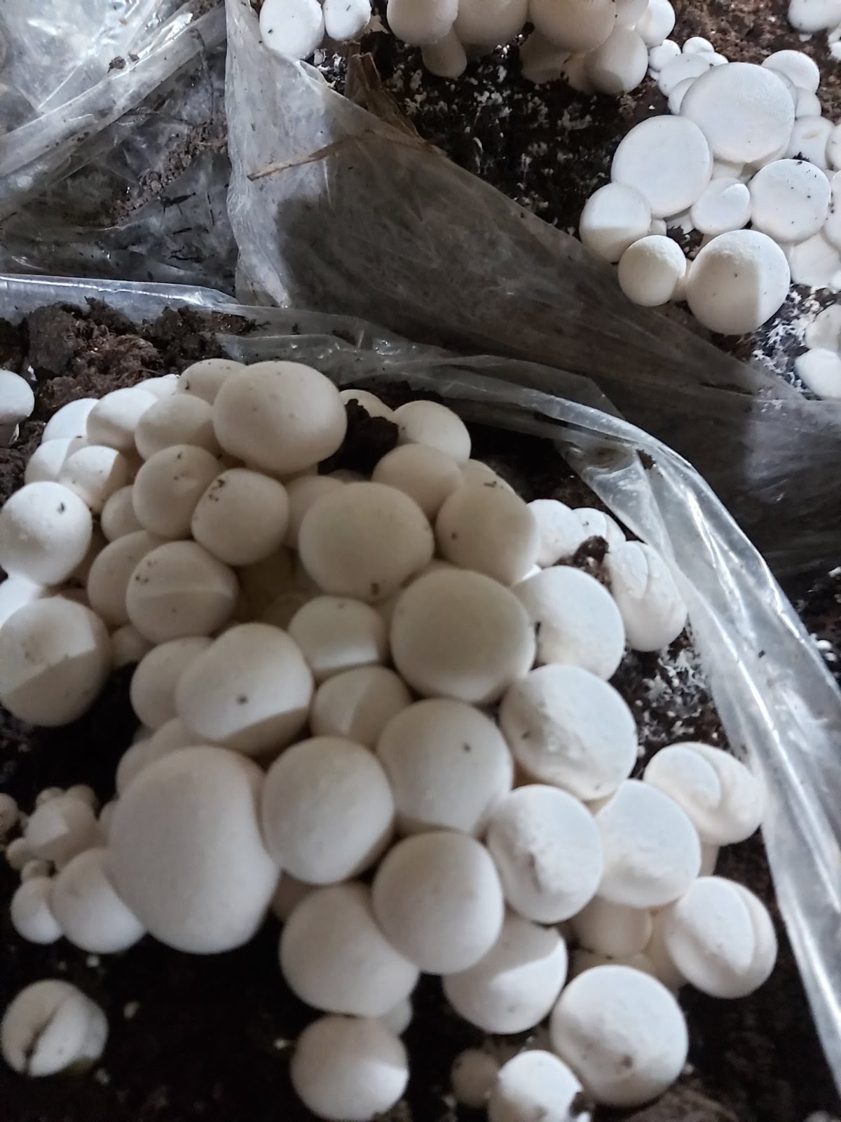 IMG-4343b0367499063a176fee2a2fabd868-V