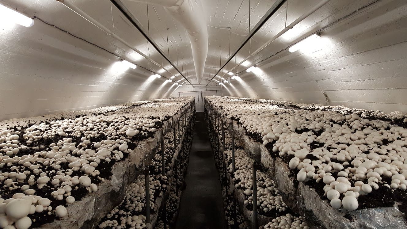 Eurochamp_Cultivo (2)