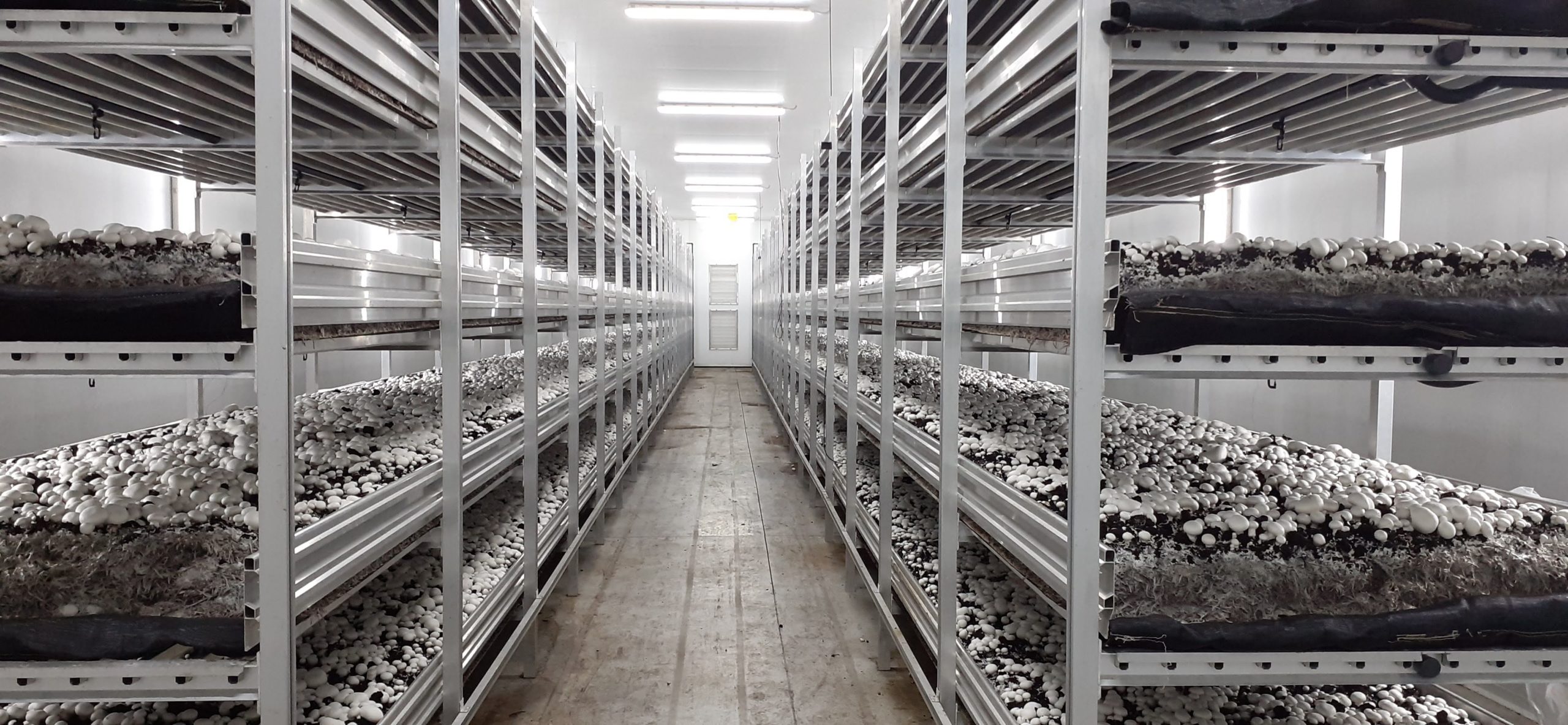 Eurochamp_Cultivo (5)